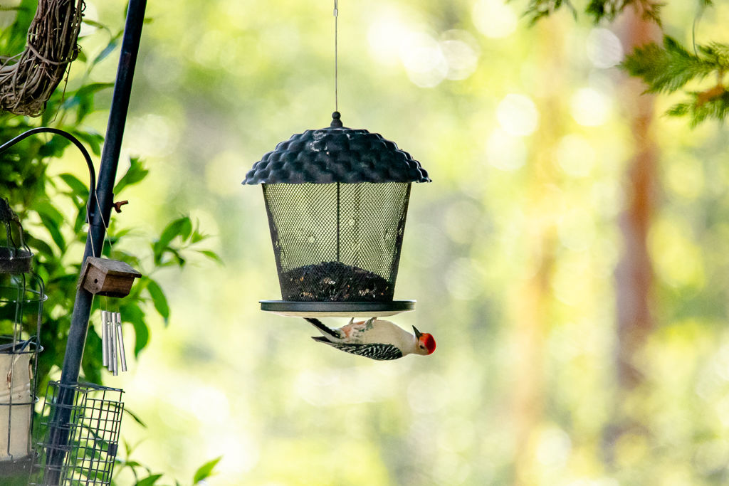 Backyard Birds NH-1497.jpg